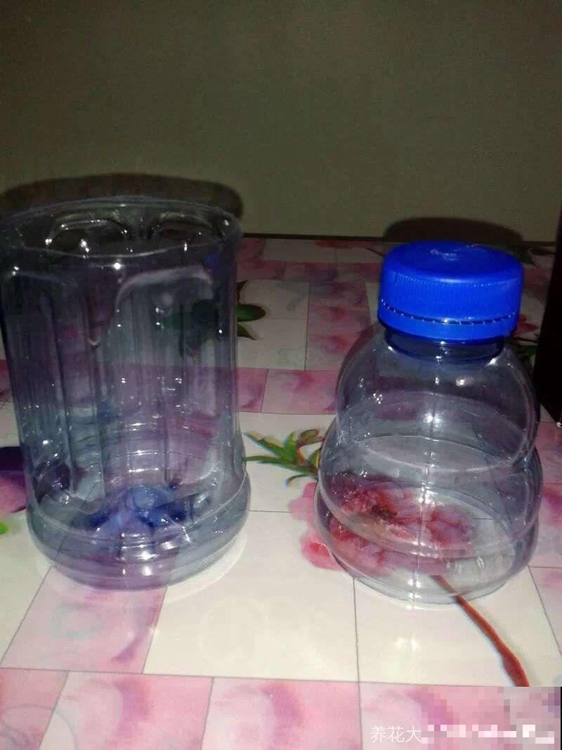 在养花人眼里，塑料瓶可是好宝贝，摇身一变成绿萝柱！