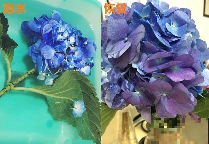 这10种“水桶花”，夏天得用大缸养，越浇水长得越疯狂！