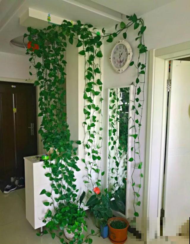啤酒能不能浇花？这个还真不好说，要看怎么浇水！