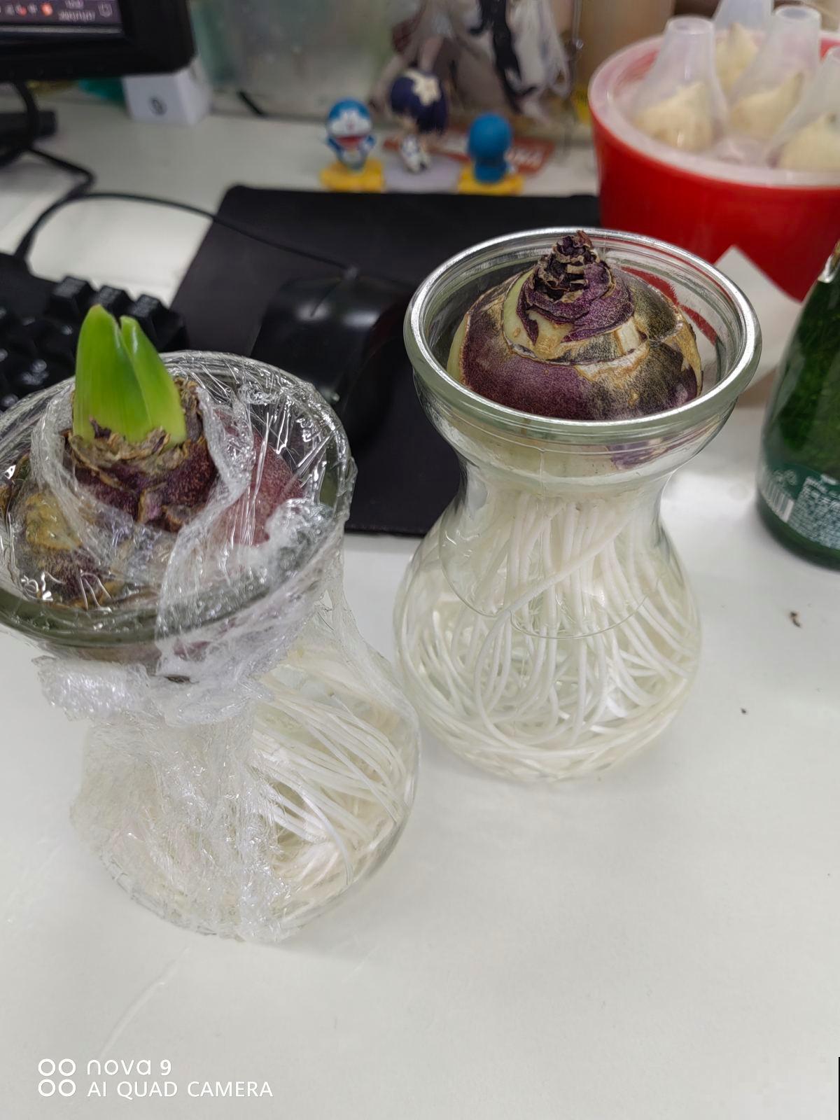 1种花扔水里就开花，比绿萝好养多了，现在种正合适