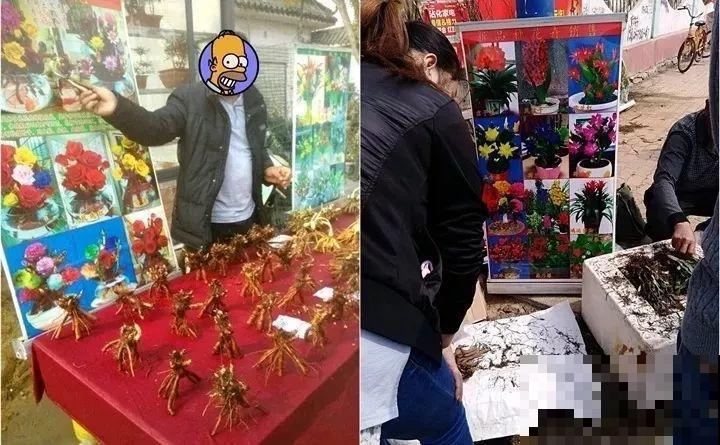 养了两个月的花，竟发现是假的？这些套路还真得摸清楚！