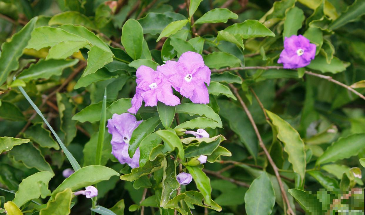紫茉莉为什么傍晚开花