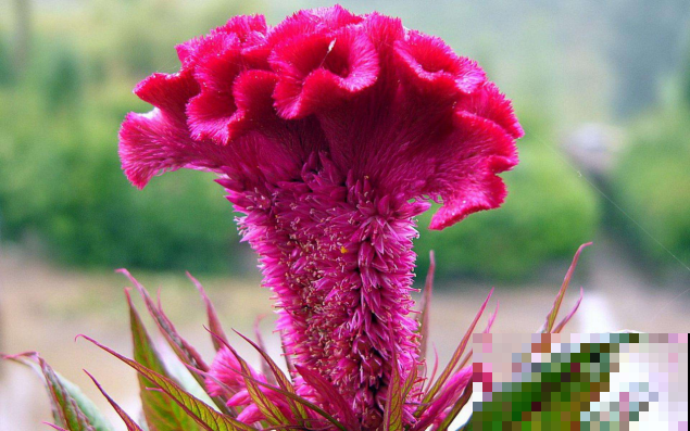 这5种花，摘片叶子就能泡水喝，越养越值！