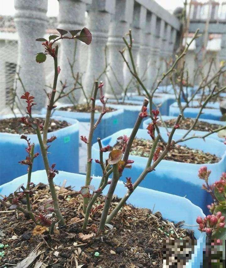 开败的月季及时处理，呼呼窜芽还不招虫，复花很简单！