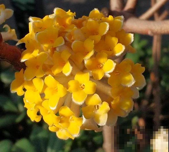立春之后，5种花赶紧上肥料，两个月后就开爆