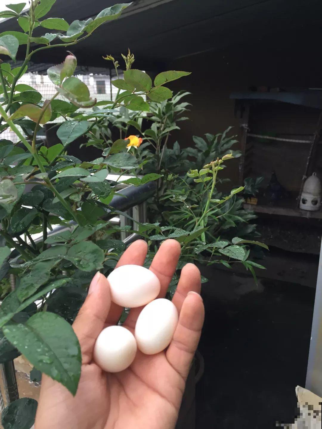 坏掉的鸡蛋可是养花宝，把黄掺土里，茉莉开花又香又白！