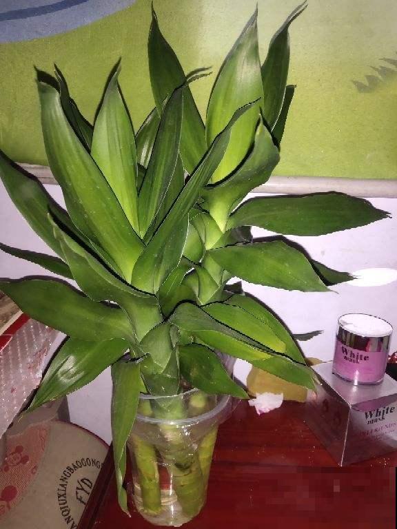 耐阴花和喜阴花傻傻分不清，其实二者差别大，不能混为一谈