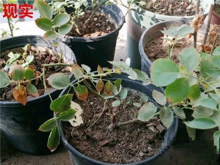 最难养的6种花，买一盆死一盆，想想都生气！