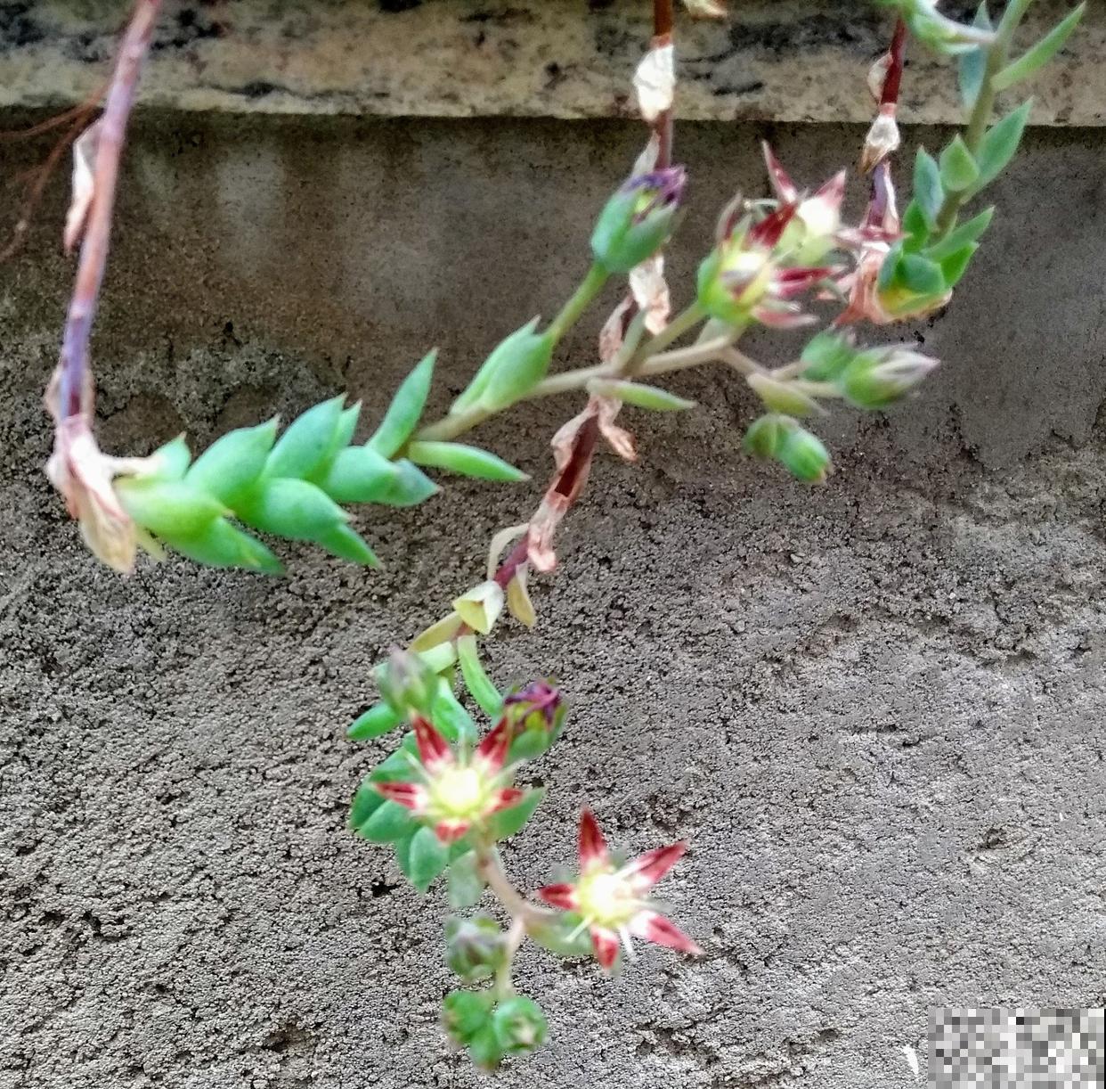 多肉抽花穗怎么办