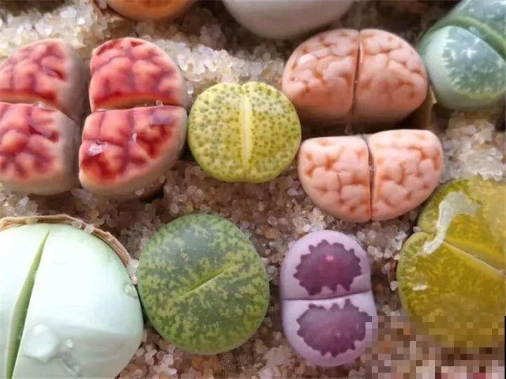 生石花个头虽小，可年年都在长，忍住别掰，一次冒出7个头！
