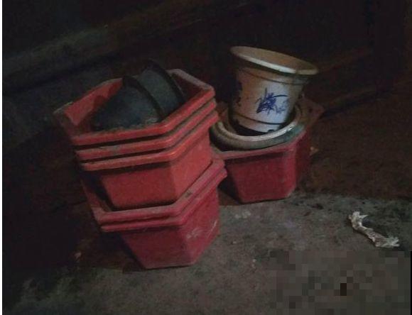 几十个高价花盆，被扔在垃圾桶旁，捡还是不捡？