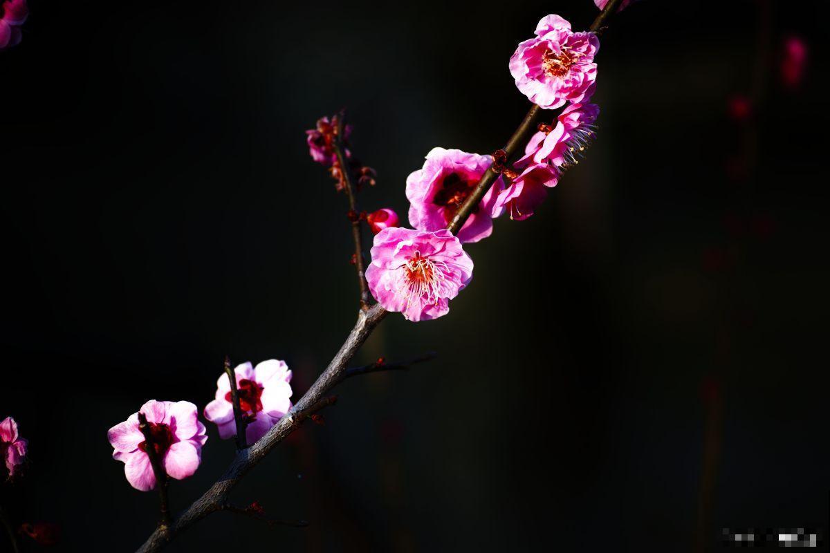 冬天什么植物开花