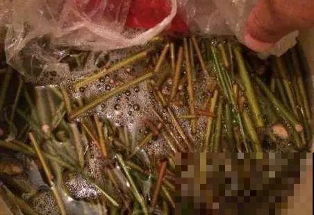 5种自制的生根水，杀菌消毒泡一泡就完事，夏天也能放心扦插！