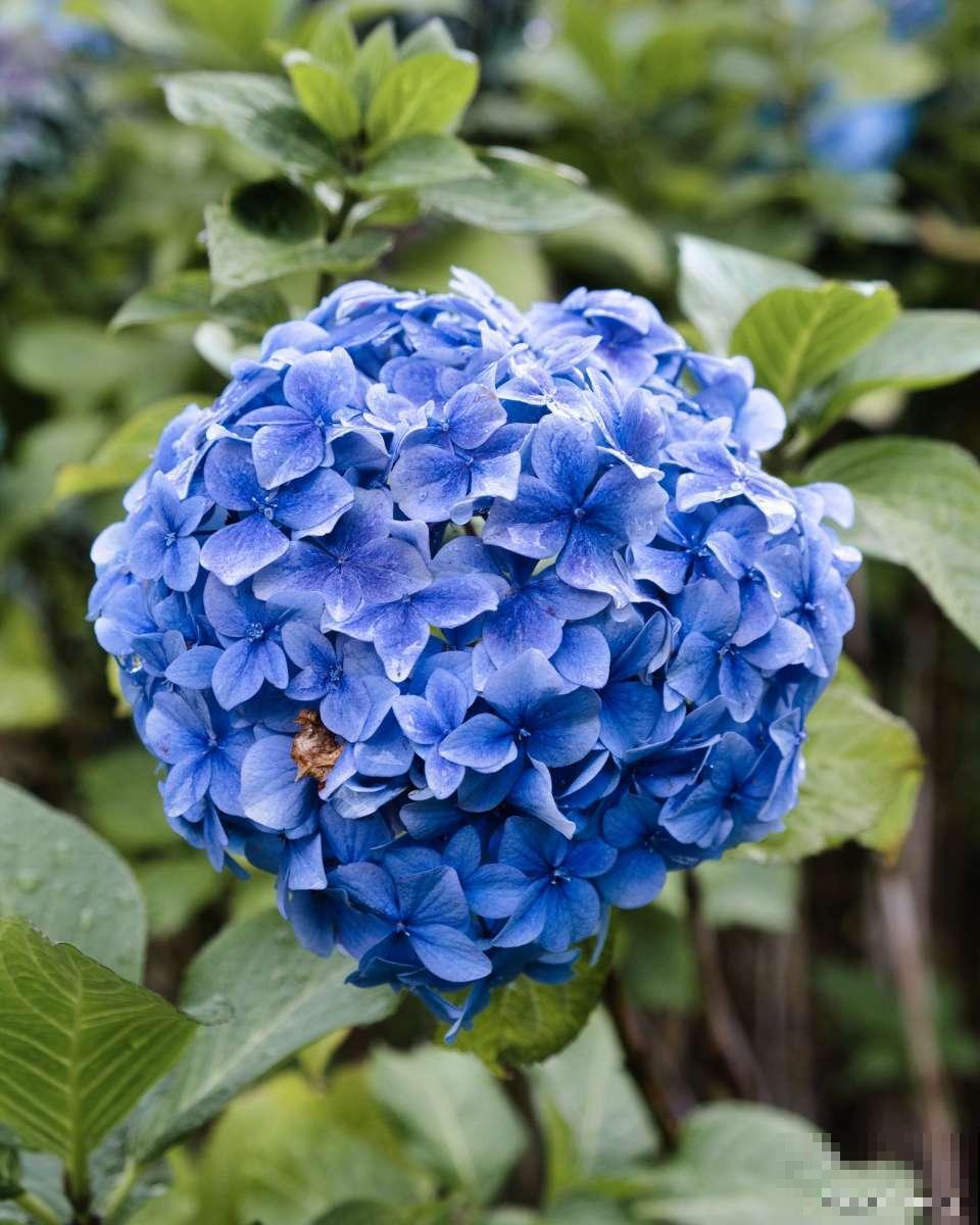 蓝绣球花怎么养？