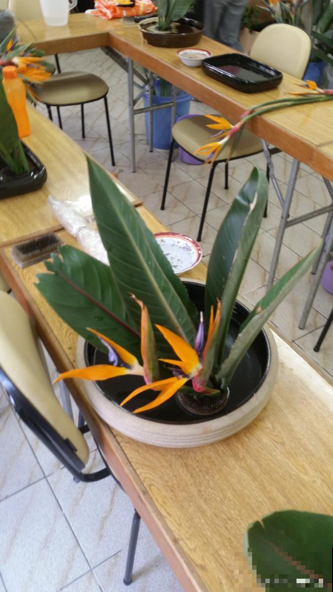 一叶兰多久开花？