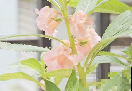 想要家里天天开花, 这六种花期超长的花卉, 最后一种肯定惊艳你