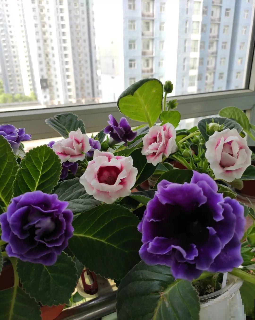 最耐阴的花就是它，没光也能全年开，叶子丢土里就冒芽！