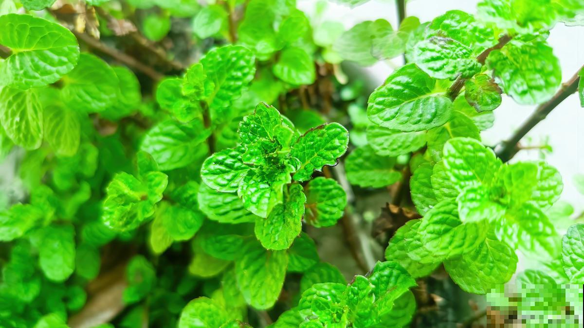 哪些植物能驱蚊？