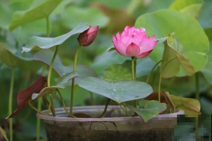 这花爱喝水，一天灌一瓢，三伏天也能开爆盆！