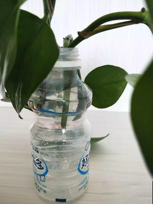 这4种花，想要度夏就得剪，新枝猛蹿，呼呼长成小瀑布！