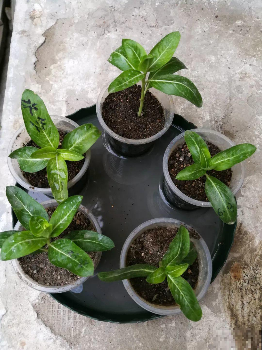 8种夏天扦插花，现在掐枝，下个月有花赏！