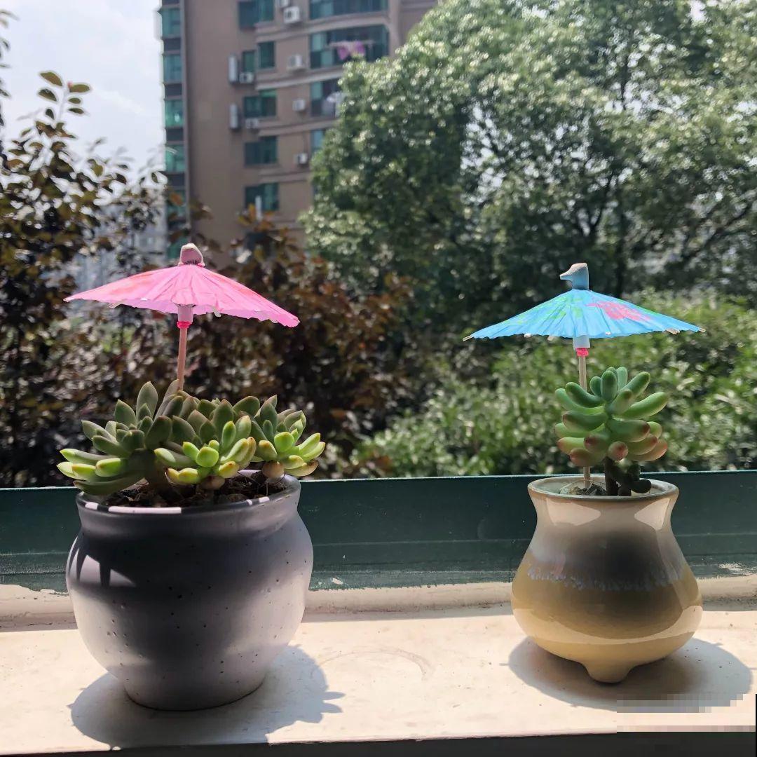 三伏天高温下，家里的花再不管，死得只剩盆！