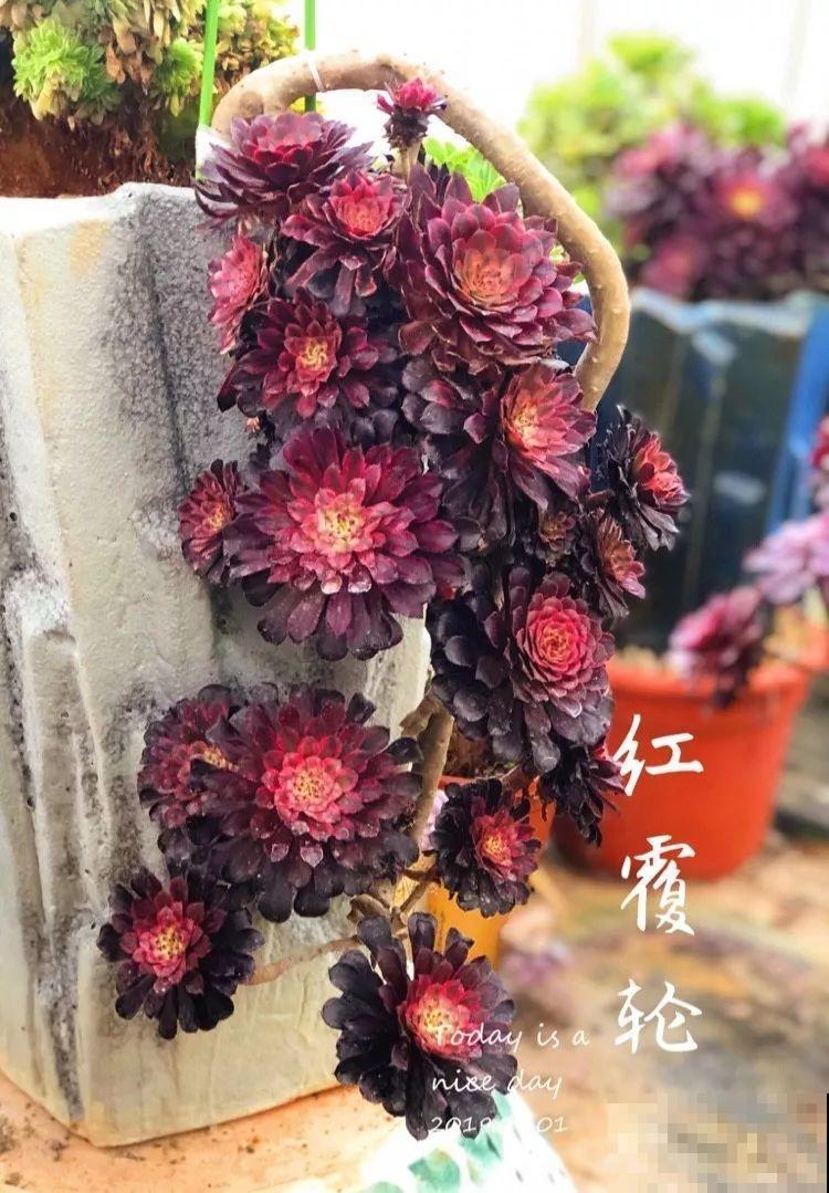 别人家的多肉，枝干粗壮像一棵小树，养10年没问题！