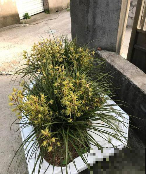 一盆兰花相伴20载，居然长成了这样子，简直太强了！