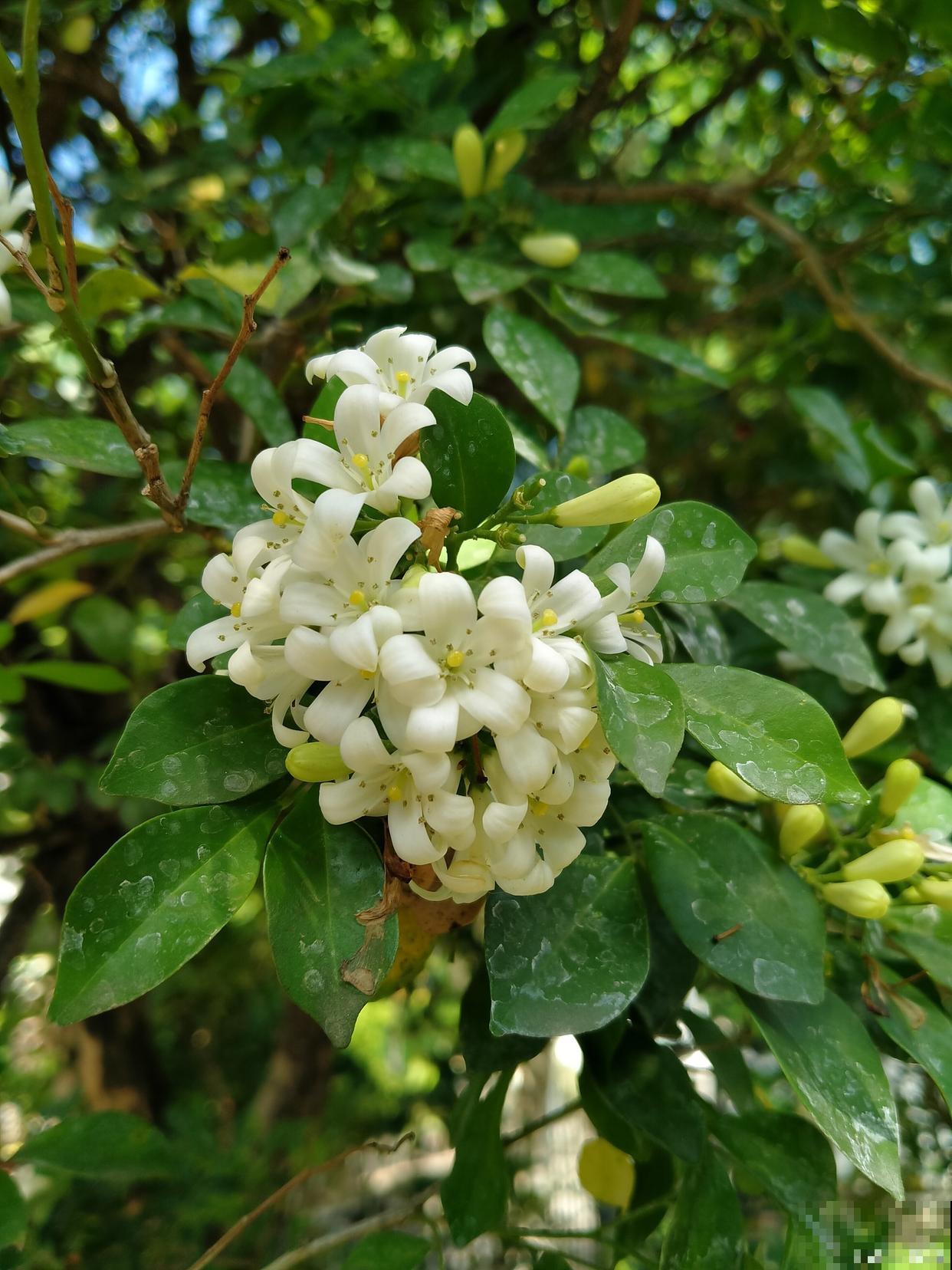 九里香怎么养才开花