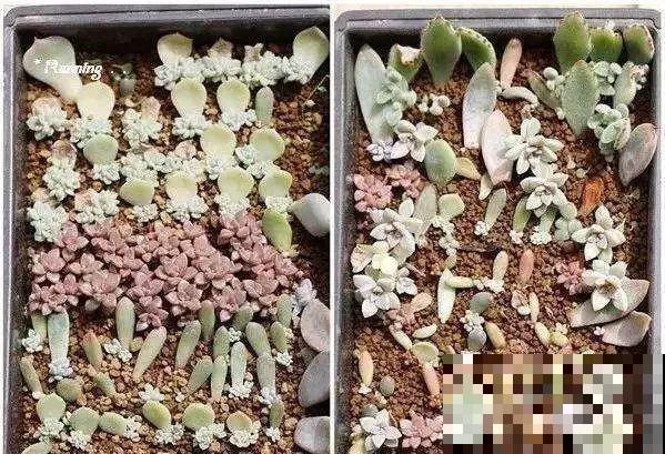 养多肉别用这种土，小心3天叶子掉光，7天只剩空盆！