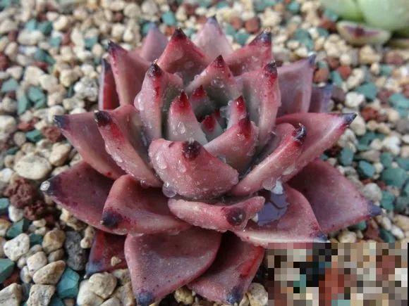 这种系列多肉，颜值高价格也贵，夏天可是“重点保护动物”！
