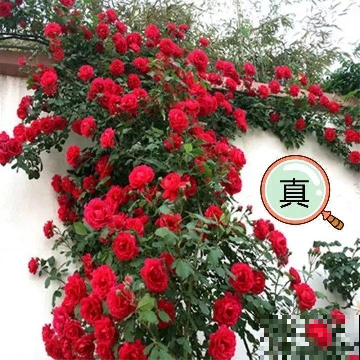 养了两个月的花，竟发现是假的？这些套路还真得摸清楚！