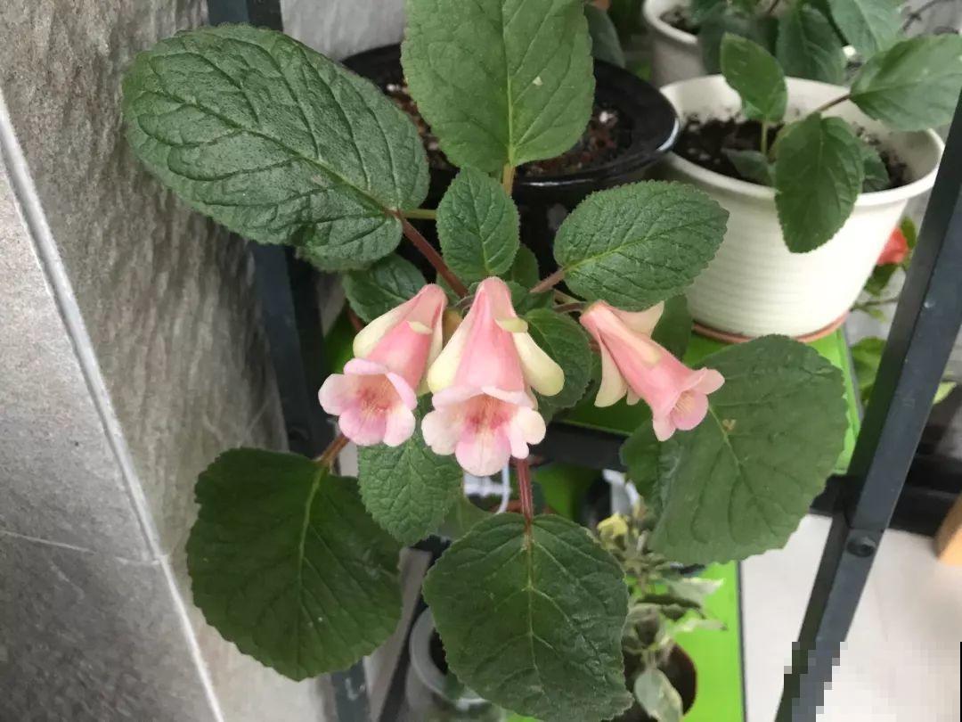 最耐阴的花就是它，没光也能全年开，叶子丢土里就冒芽！
