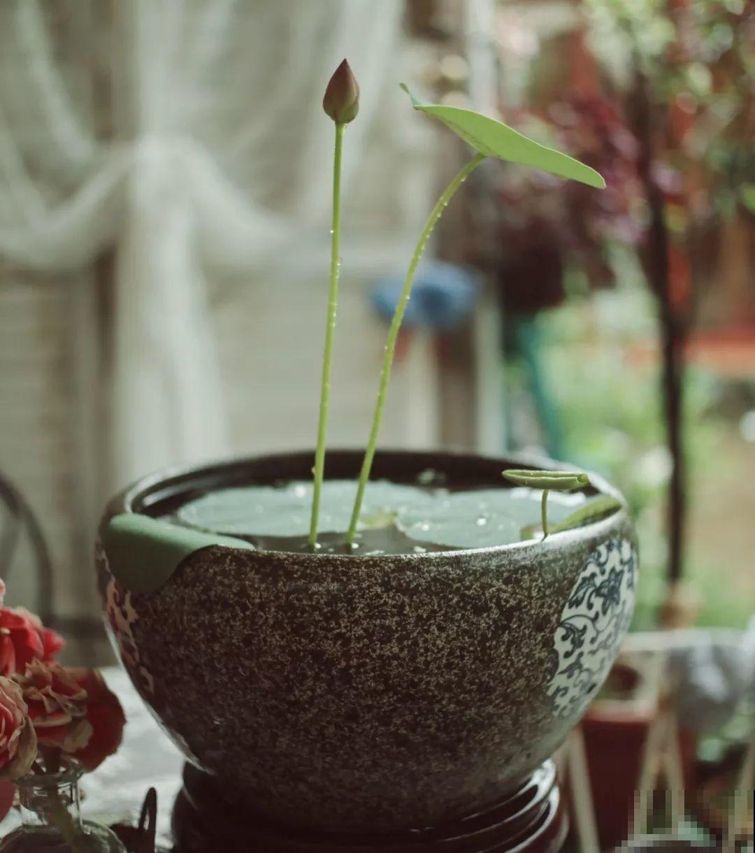 这花爱喝水，一天灌一瓢，三伏天也能开爆盆！