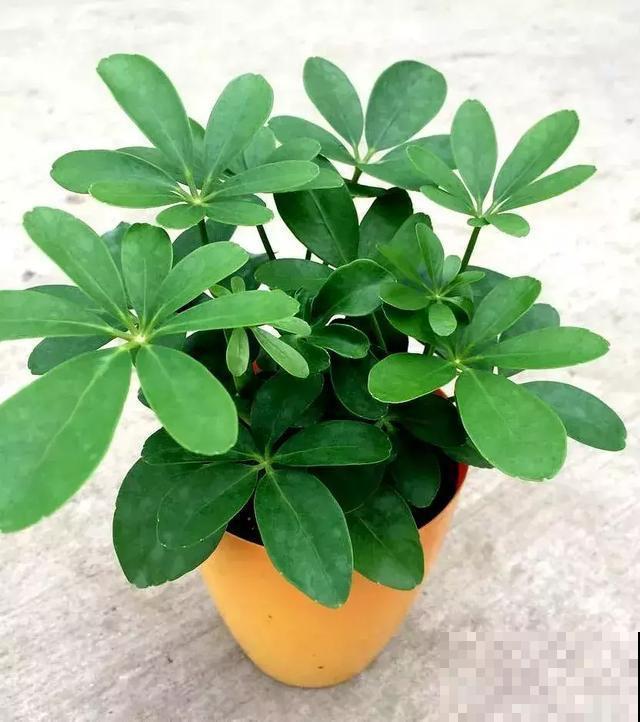 这5种花，专吸二手烟，喷喷水叶子油绿又茂盛！
