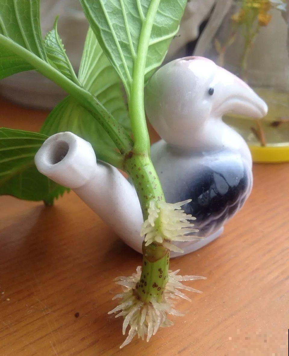 这花掐个枝丢水里，3天就生根，10天爆出一大盆！