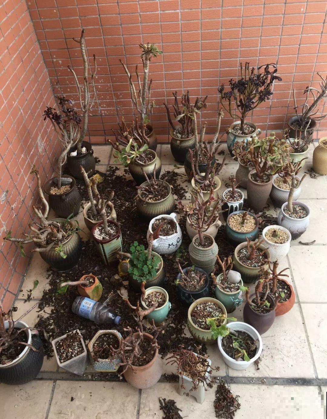 夏天养多肉法师，就要遮阳遮雨，不然黑腐烂根有你愁的！