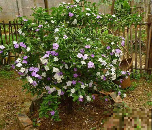 还在养全白的茉莉花？他养的能开好几个色，邻居馋的眼红！