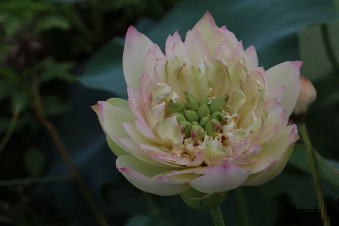 月季绣球看够了？夏天就要来盆碗莲，花美还好养！