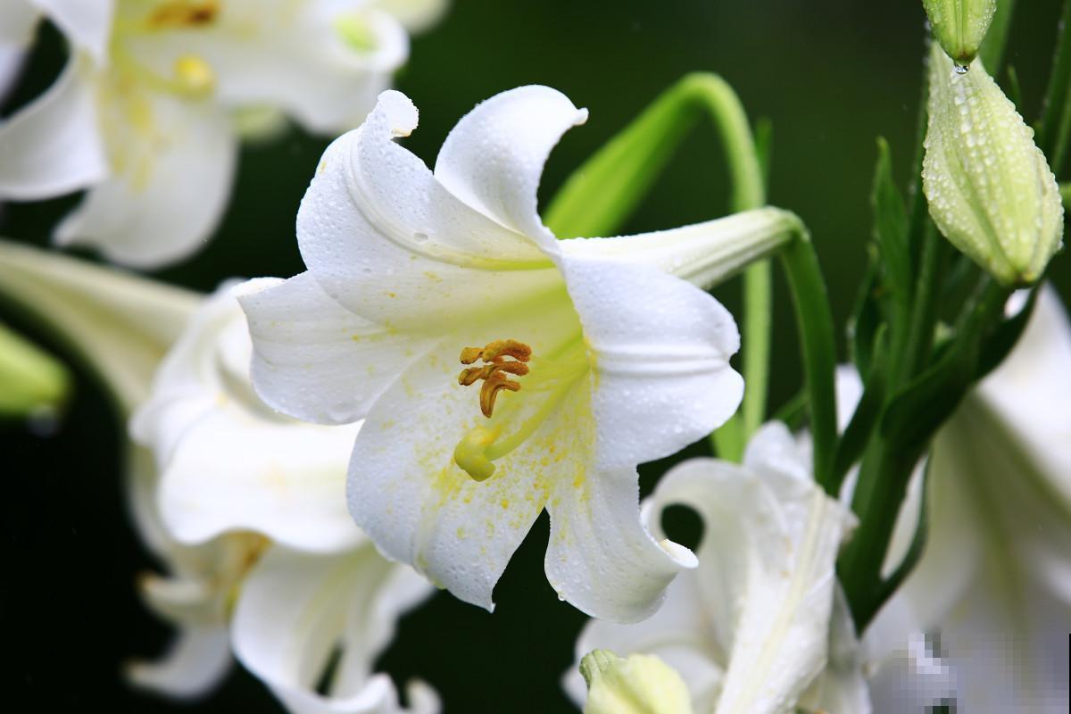 百合花怎么水养？