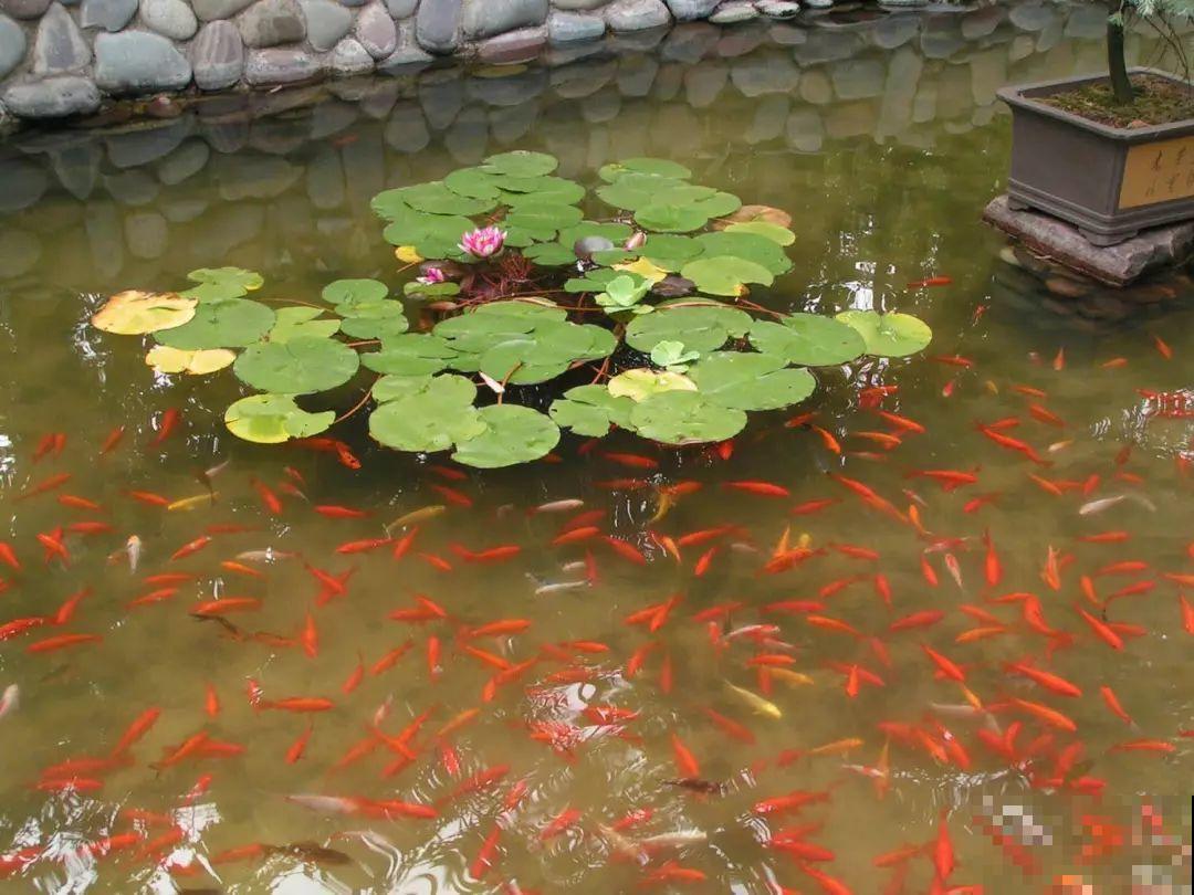 院子没有，那就用它来造水景，简单又大方！