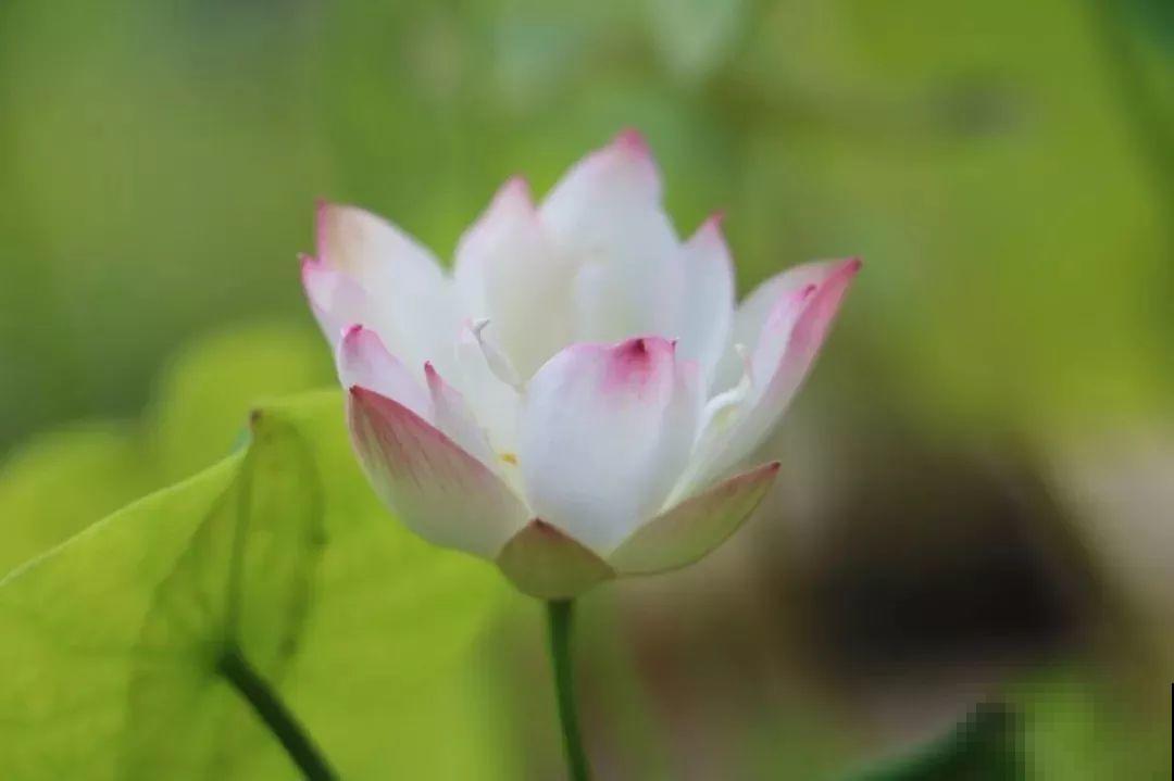 碗莲就得夏天种，丢种子到大缸，花全冒出来！