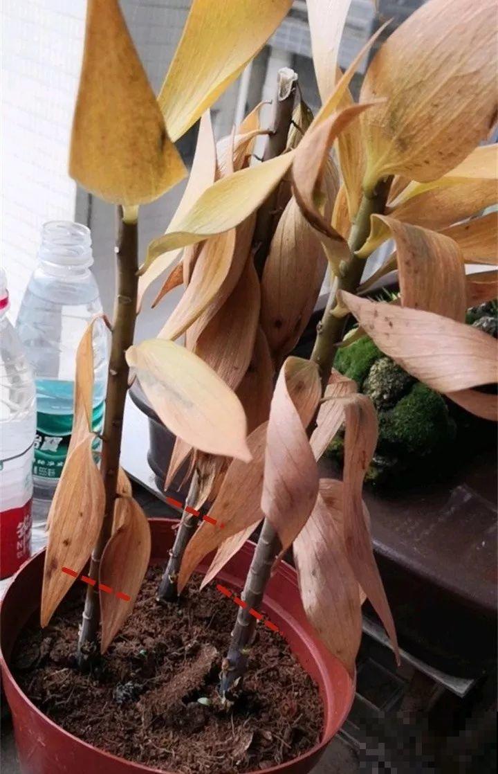 三伏天高温下，家里的花再不管，死得只剩盆！