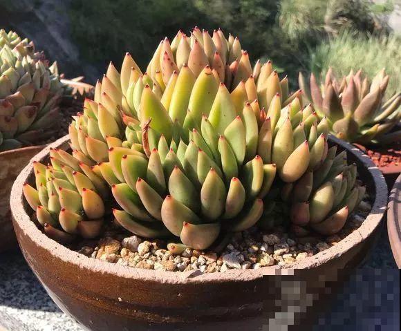 这种系列多肉，颜值高价格也贵，夏天可是“重点保护动物”！
