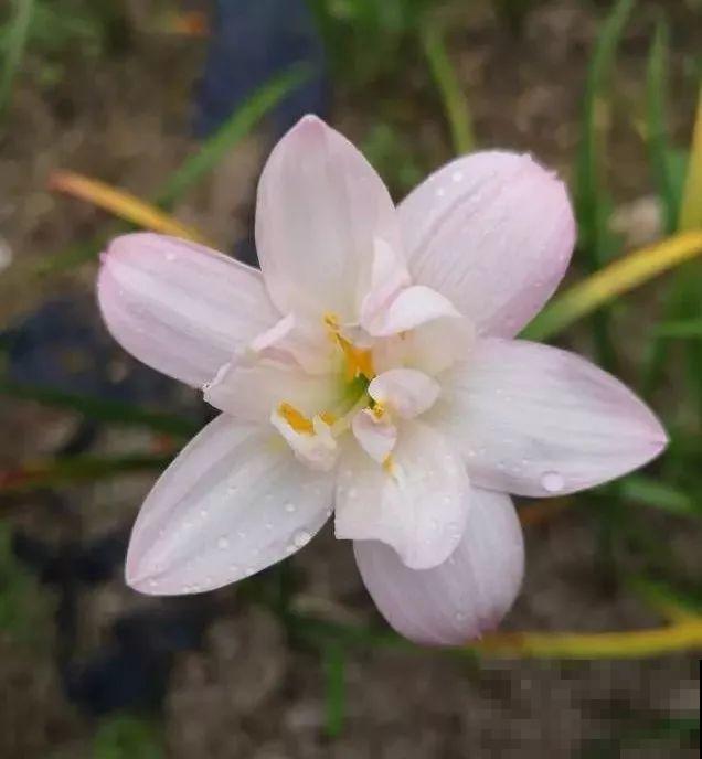 这花特耐晒，40℃高温开出花海，由内而外透露着仙气！