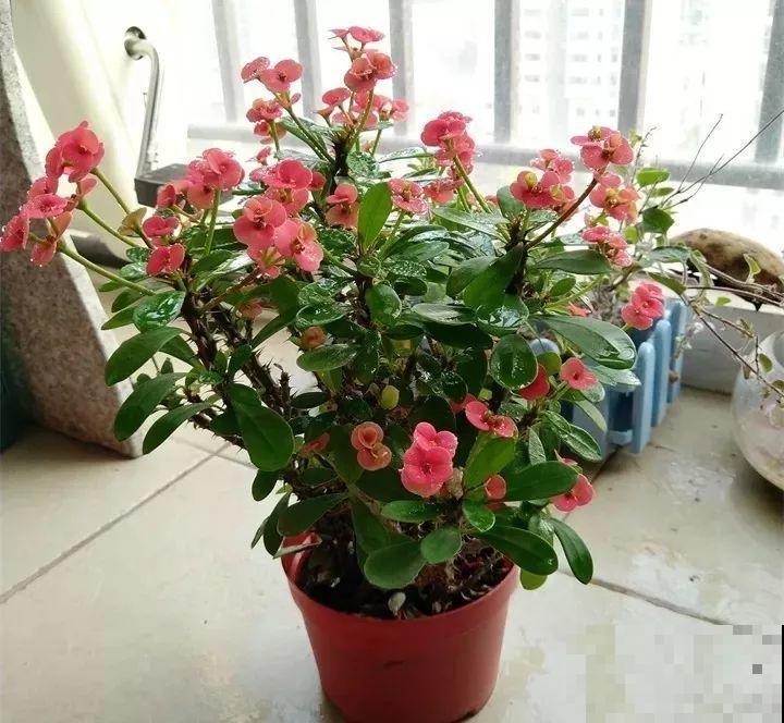 这20种花，一开就是上百天，阳台一年四季有花赏！