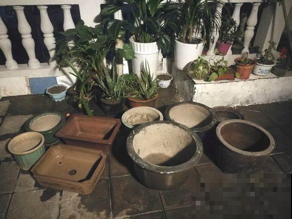 几十个高价花盆，被扔在垃圾桶旁，捡还是不捡？