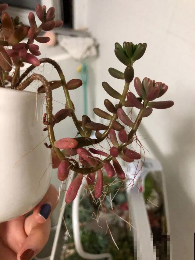 多肉长出胡须根？别急着浇水，说不定是烂根黑腐了！