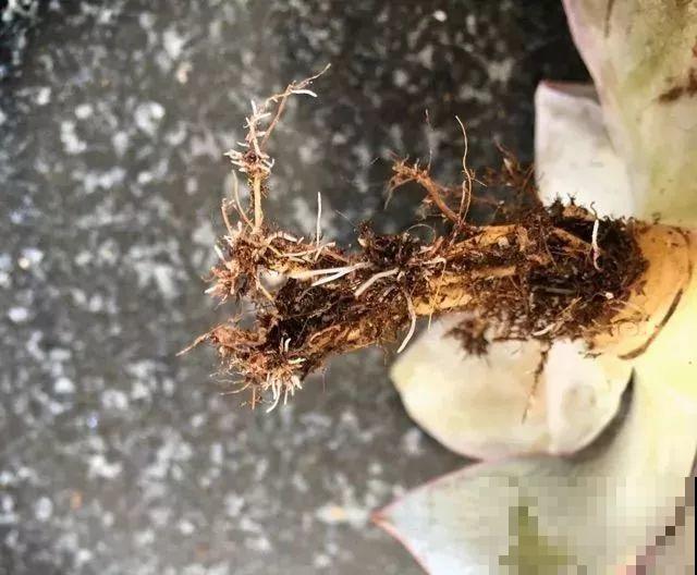 养多肉别用这种土，小心3天叶子掉光，7天只剩空盆！