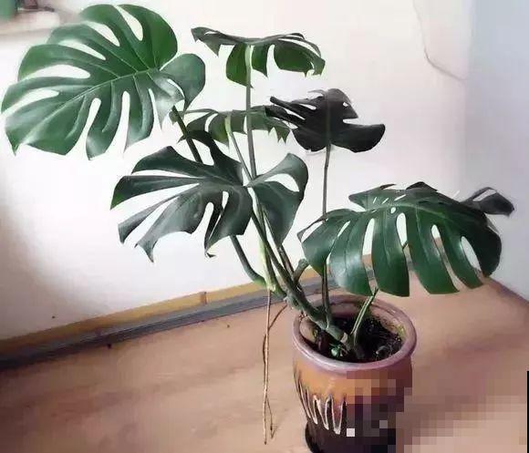 龟背竹盆里插个它，个子能长2米高，叶片油亮不倒伏！